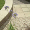 Picture of Brett Chaucer Concrete Paving Slabs 450x450x32mm Buff